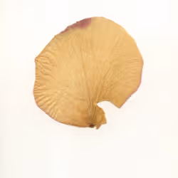 9062