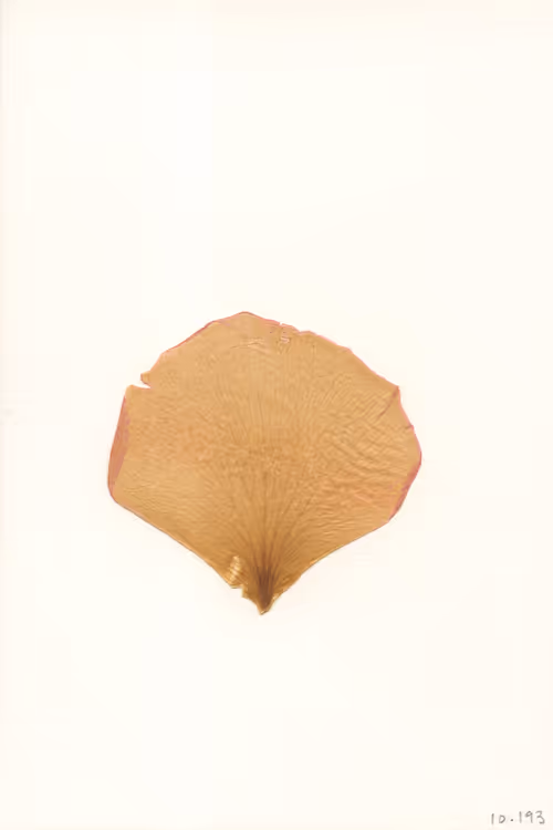 Item #10193 Media