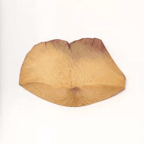 Bitchcoin