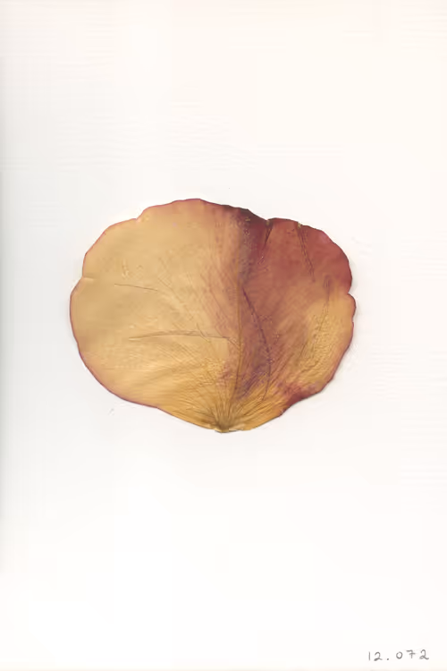 Item #12072 Media