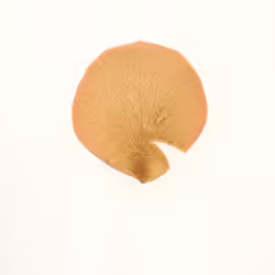 12155