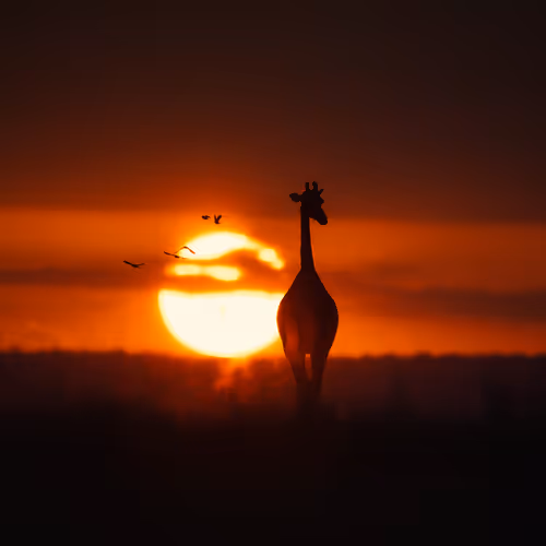 SUNDOWNER