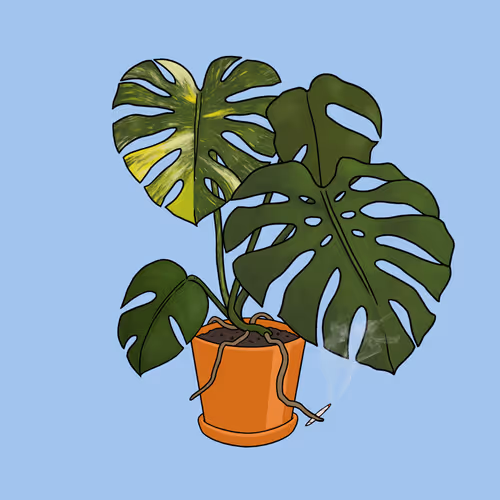 Moody Monstera #37