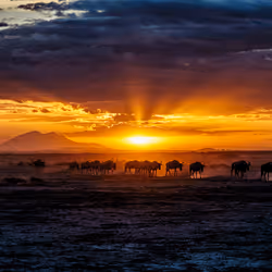 Wildebeests at Sundown