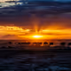 Wildebeests at Sundown