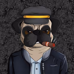 Pug In Black #0062