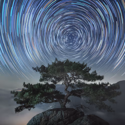 Dancing Korean pines #10