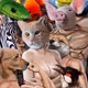 variety of art V2