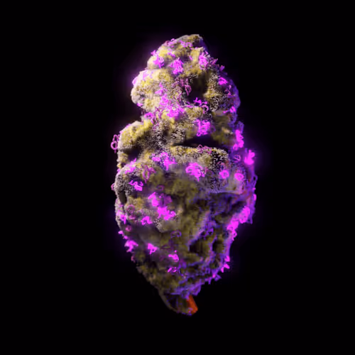 Look Labs 420 Gen1 Buds