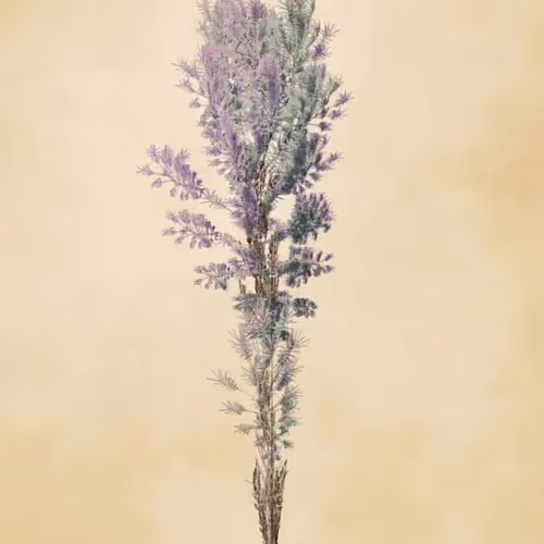 Floral Fractal