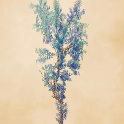 Floral Fractal