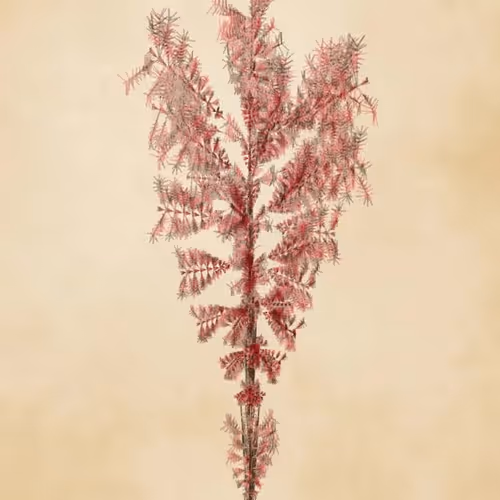 Floral Fractal