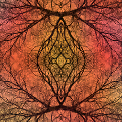 Wooden Veins ~ Single Edition