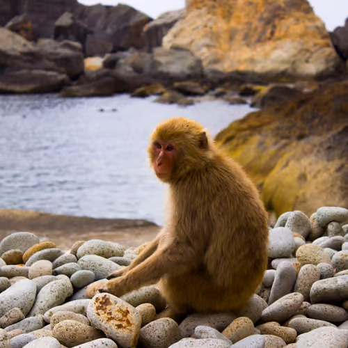 Wild Monkey on the Izu Seinan-kaigan Coastline