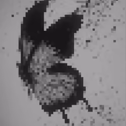 B&W butterfly