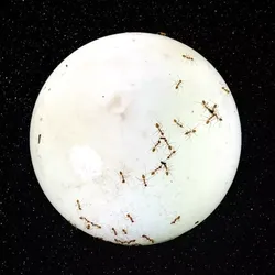 Ant kingdom on the moon