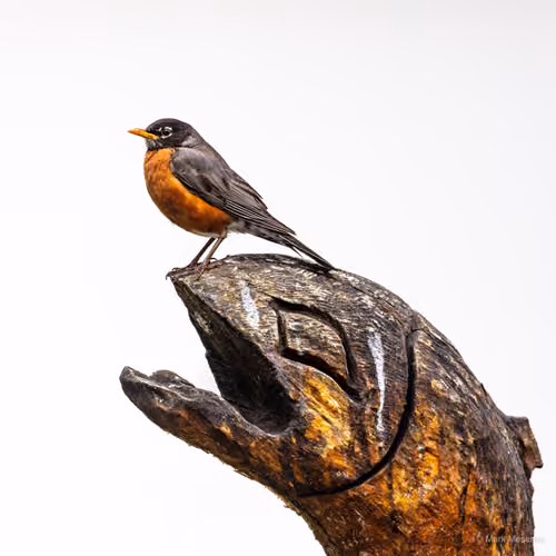 Robin Trout