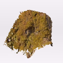 Topography of Acer Pseudoplatanus