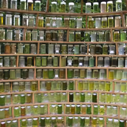 Green jar of love