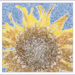 Sunflower 1