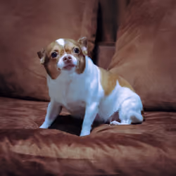 Lucky the scared Dog