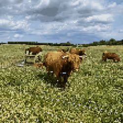 Cow Nr 1