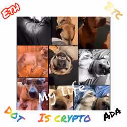 My life is Crypto