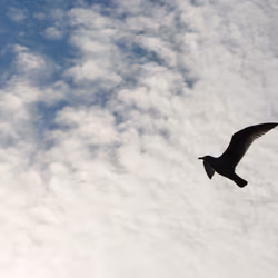 Freedom