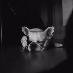 Desmo