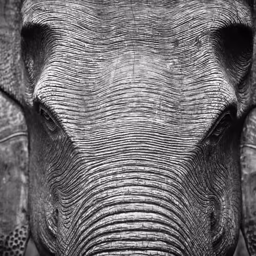 Elephant Head