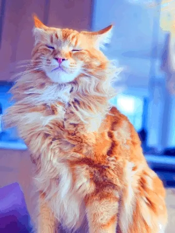 Cheddar Cat