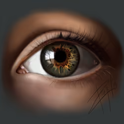 L'oeil
