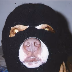 dogster