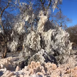 Frozen Forest