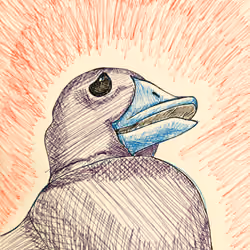 Distressed Duck