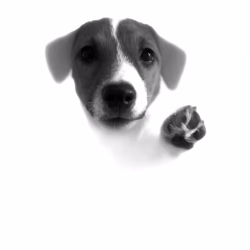 Teddy the Token