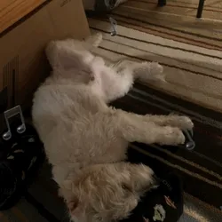 Dancing DOg