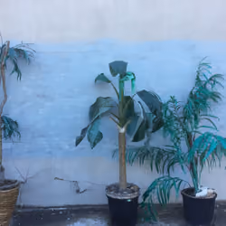 Museum of Natural History, Rare Tree Exhibit, 2046