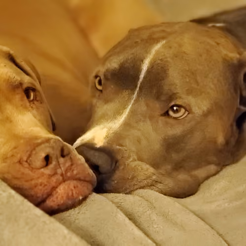 The Dogs