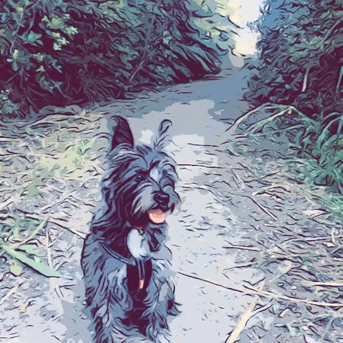 Poppy