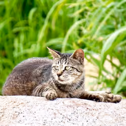 suspicious cat