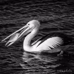 Pelican Lunch Time.
