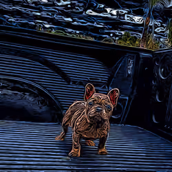Baby Frenchie