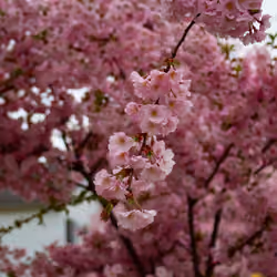 Spring Colors