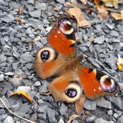 4-Eyes Cryptobutterfly