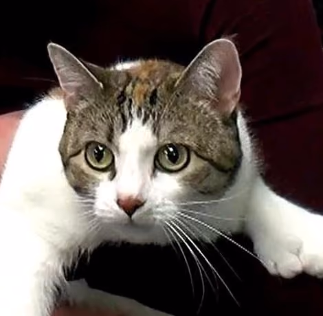 Kitty