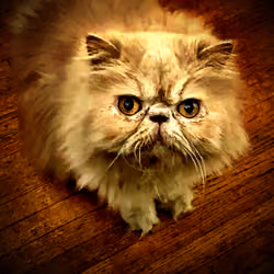 Miles Cat