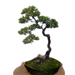 mossy bonsai on table