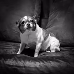 Lucky the scared Dog - B&W