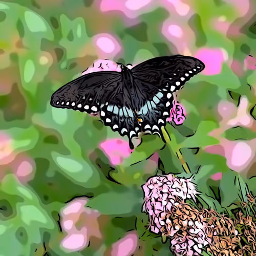 Owasco Butterfly